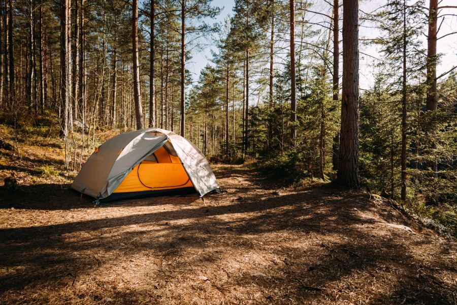 Zelt im Kiefernwald